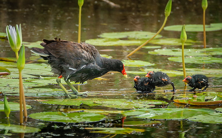 Bird Common Gallinule In Family Rallidae Anahuac National Wildlife Refuge On The Texas Coast Desktop Hd Wallpapers For Mobile Phones And Computer 3840×2400