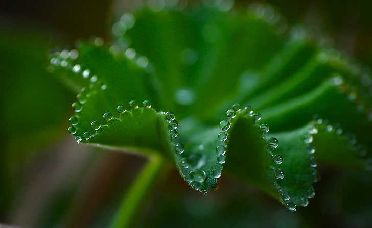 Superb Image Macro, green leafed plant close up photography, Aero HD wallpaper