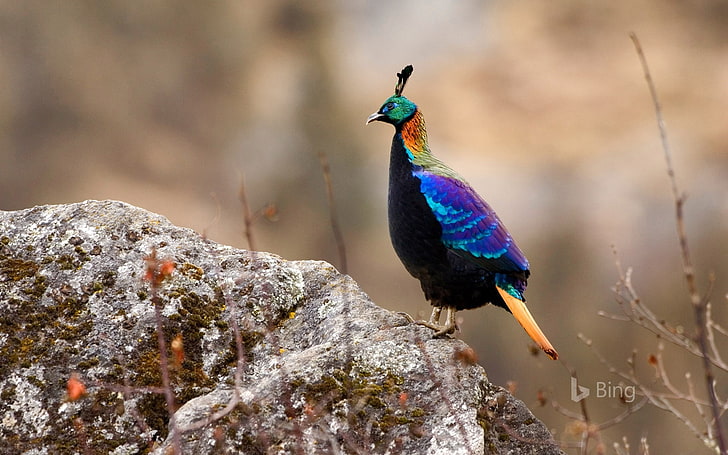 Male female male Nepal Sagarmatha National Park-20.., animal themes