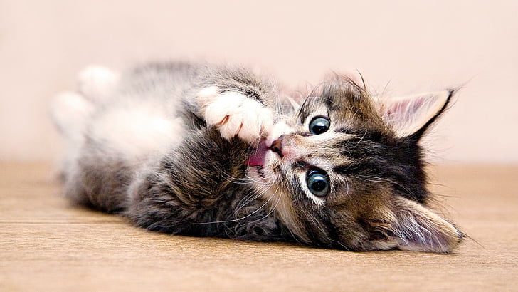 cat, kitten, cute, kitty, HD wallpaper