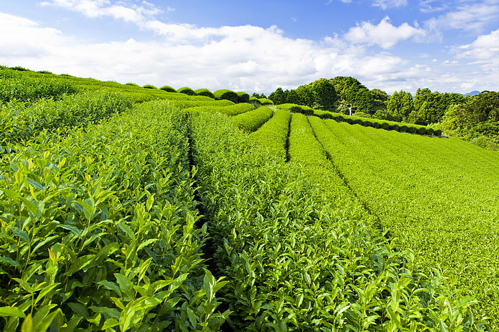 green leafed plant, the sky, leaves, track, tea, paths, plantation, HD wallpaper