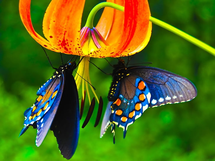 red fawn lily flower and two blue butterflies, butterfly, animals, HD wallpaper