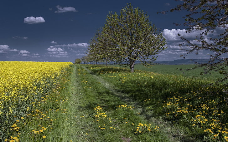 yellow rapeseed flower field and green leaf trees, summer, road, HD wallpaper