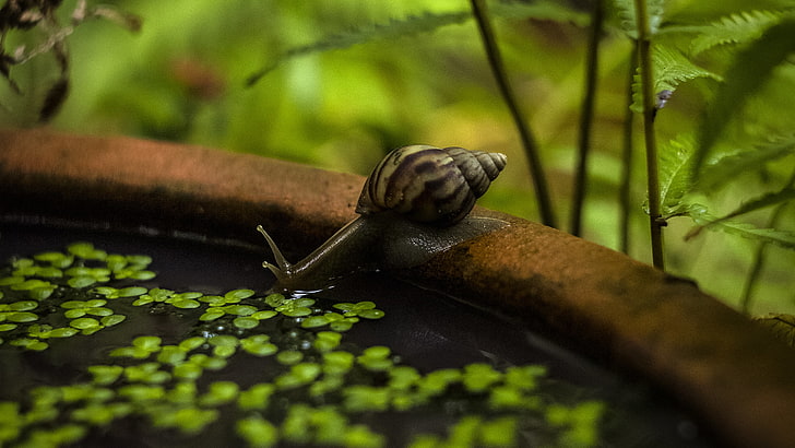 snail, animals, water, closeup, blurred, nature, animal wildlife, HD wallpaper
