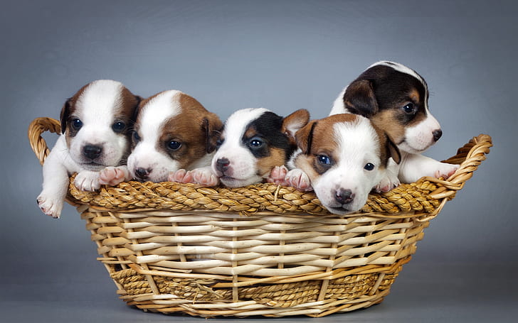 Many dogs, puppies, basket