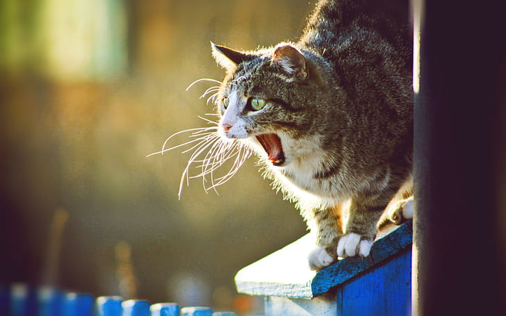 animals, cat, yawning