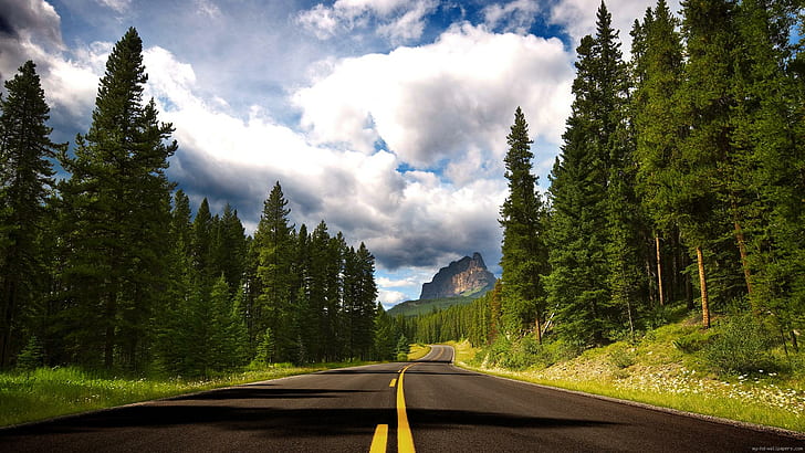 Moutain road, road way surrounded by trees, landscape, forest