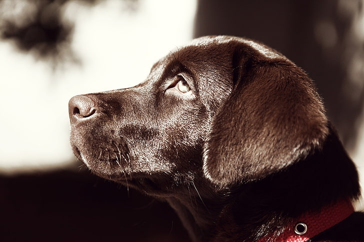 adult black Labrador, dog, muzzle, puppy, pets, animal, cute