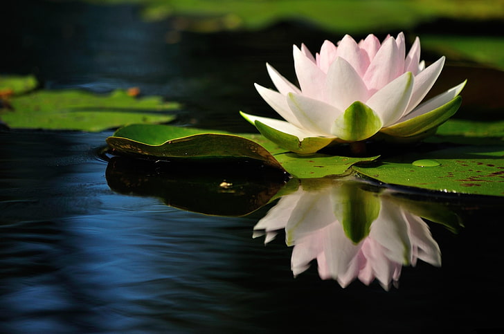 pink water lily flower, reflection, quiet, leaves, nature, pond, HD wallpaper