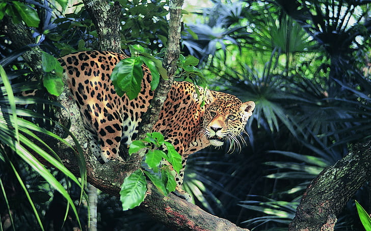 Jaguar, animals, wild cat