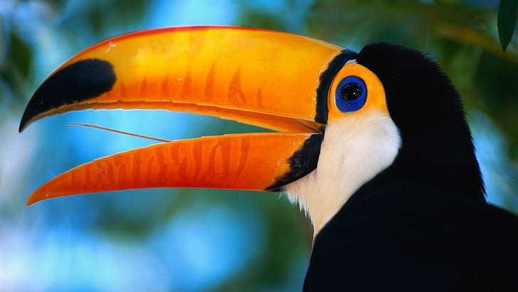 Birds, Toco toucan