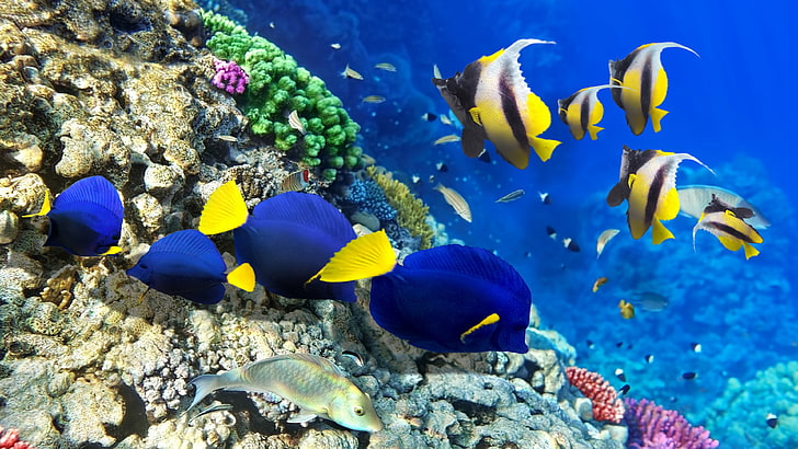 most beautiful coral reef picture, animal, animal themes, animal wildlife, HD wallpaper