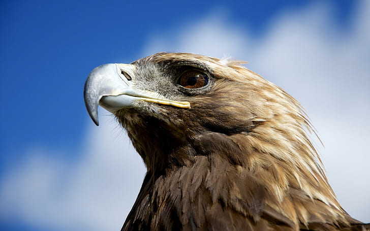 nature, animals, birds, eagle, golden eagles, closeup, HD wallpaper