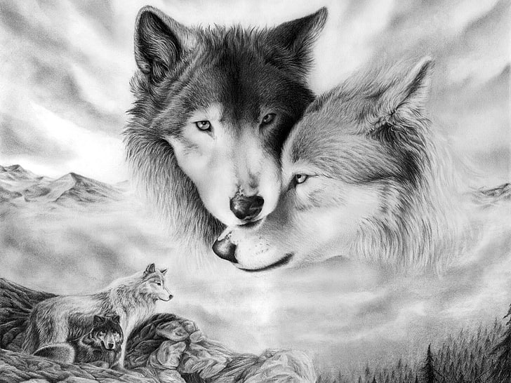 two wolf sketch, look, love, tenderness, figure, pair, wolves, HD wallpaper