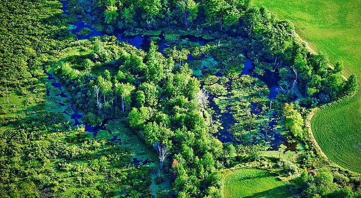 green island photography, wetland, river, trees, field, Michigan, HD wallpaper