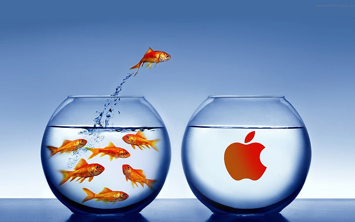 apple background hd, goldfish, water, fishbowl, studio shot, HD wallpaper