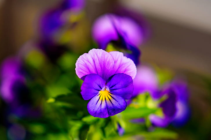 purple petaled flower in closeup photography, Viola, Spring, Japan, HD wallpaper