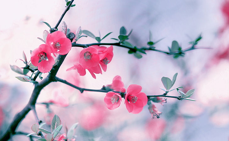 Pink Blossom Flowers, Spring, cherry blossom tree, Aero, Macro