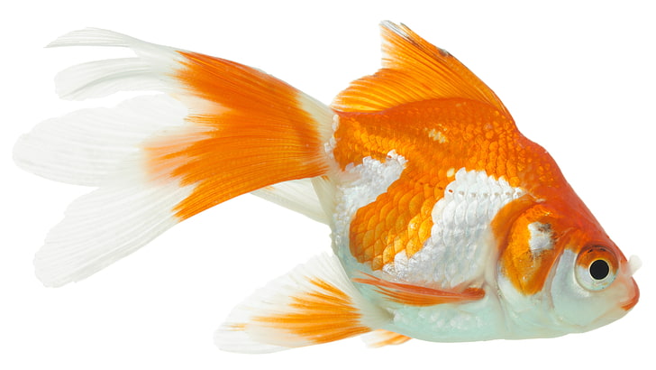 orange and white goldfish, close-up, animal, pets, white Background