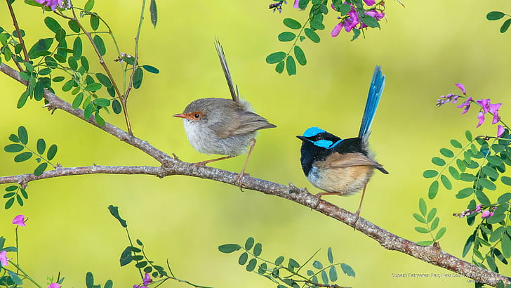 Superb Fairywren Pair, New South Wales, Australia, Birds HD wallpaper