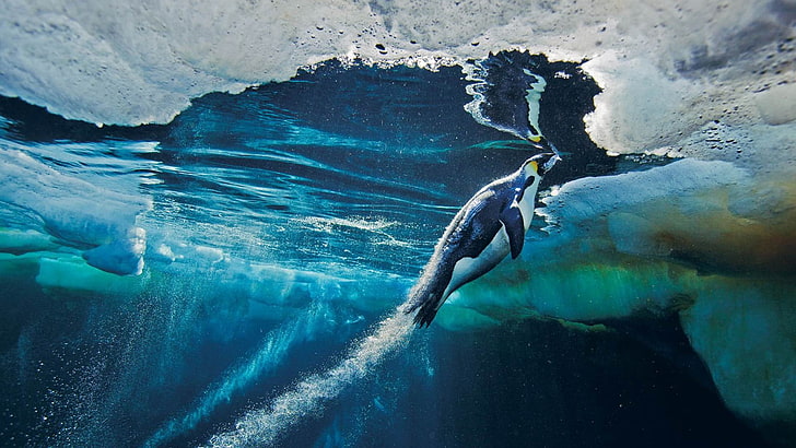 black emperor penguin, animals, penguins, birds, underwater, sea, HD wallpaper