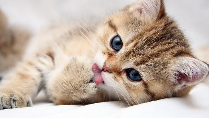 kitten, kitty, cat, animal, feline, pet, domestic, fur, cute, HD wallpaper
