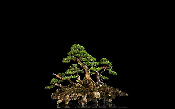 Tree Bonsai Black HD, green tree, nature, HD wallpaper