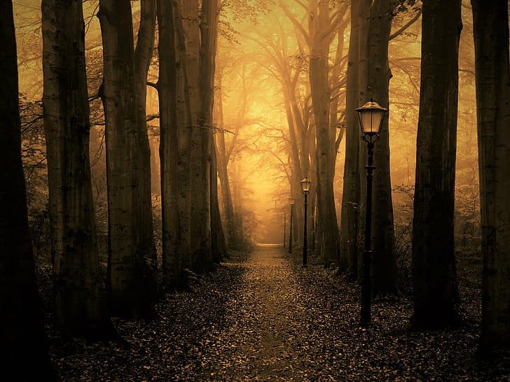 black and brown streetlights on forest, art, nature, autumn, mystery