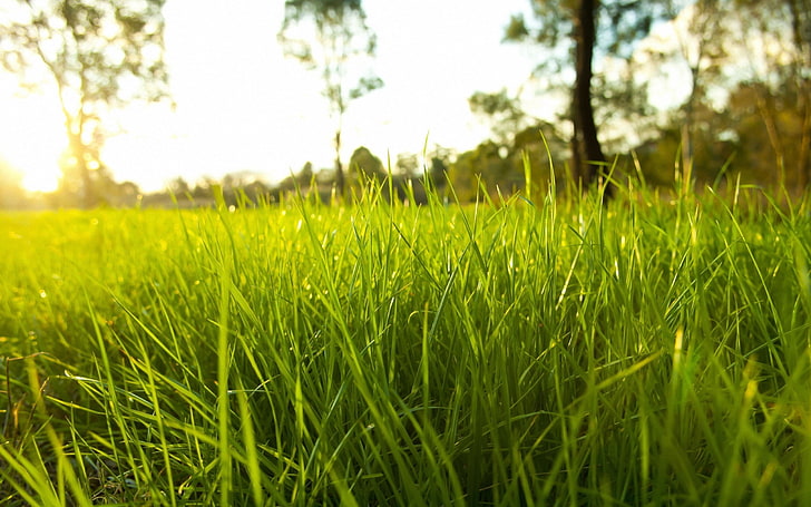 green leaf grass, field, nature, sunlight, macro, depth of field, HD wallpaper