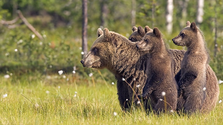 Animals, bear family, grass, brown bear and three cubs