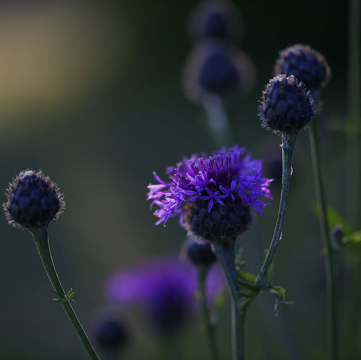 selective focus photography of purple Cornflower, God, colour purple, HD wallpaper