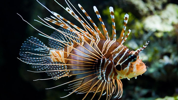 brown and white fish, lionfish, animal themes, one animal, animals in the wild
