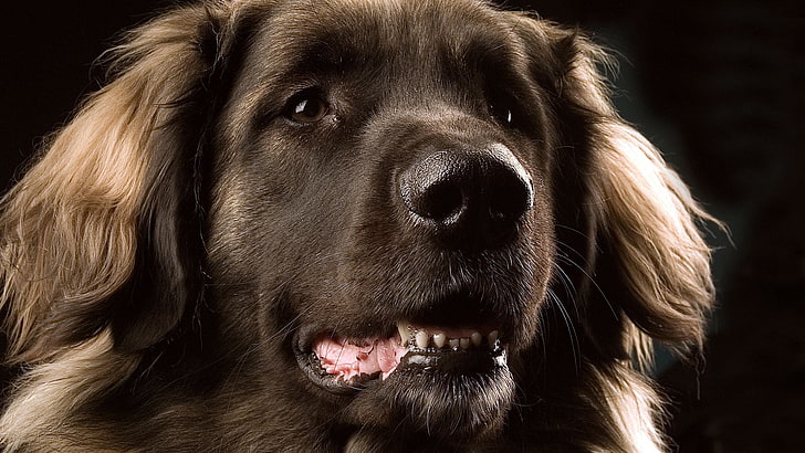 retriever, animals, dog, labrador retriever, sporting dog, canine, HD wallpaper