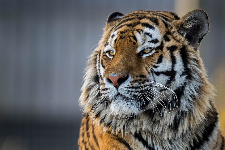 animals, tiger, big cats, yellow eyes, HD wallpaper