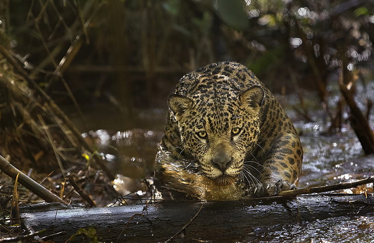 predator, Jaguar, Amazon, (film), Amazonia, HD wallpaper
