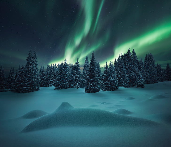 winter, forest, snow, Northern lights, ate, the snow