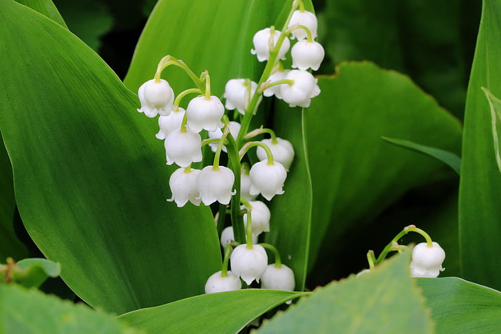 white lily of the valley flowers, leaves, nature, plant, leaf