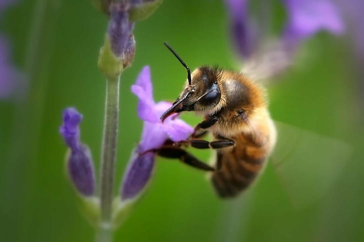 closeup photography of Honey Bee on purple flower during daytime, HD wallpaper