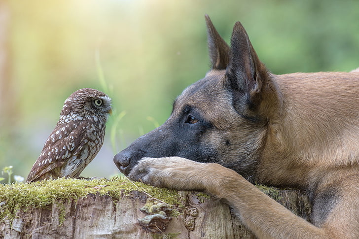 adult brown Belgian malinois and brown owl, animal, bird, stump, HD wallpaper