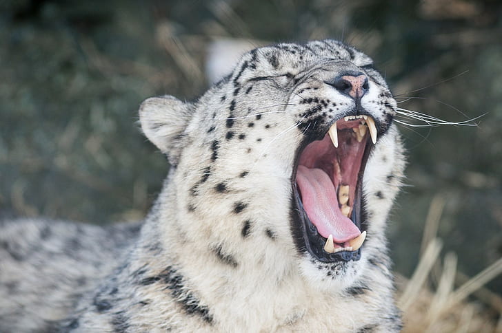 animals, snow leopards, teeth, yawning, leopard (animal)