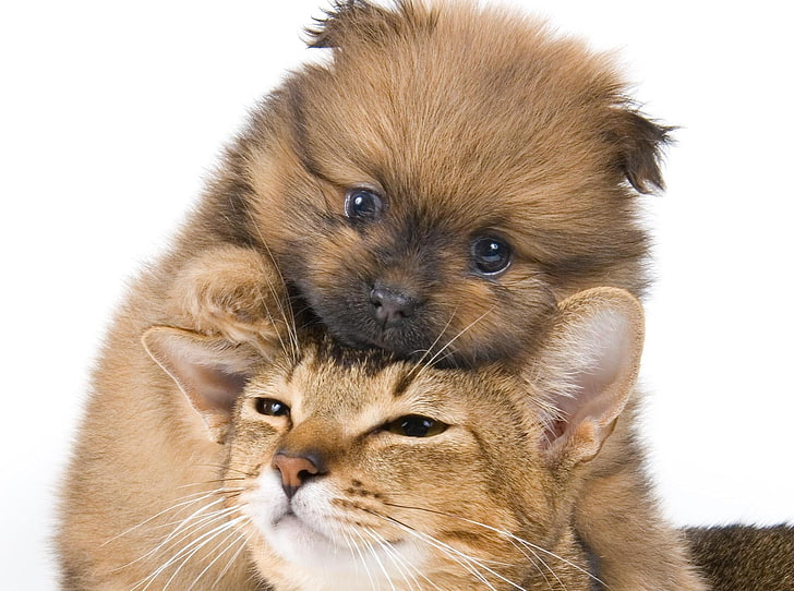 short-coated brown puppy, kitten, face, friendship, pets, animal