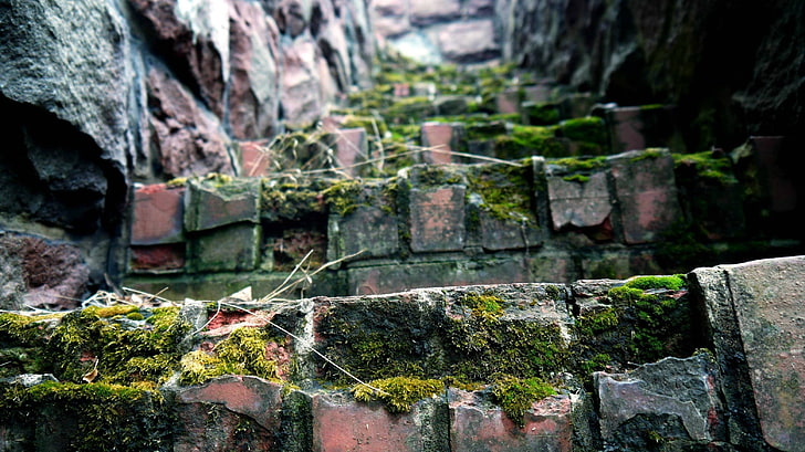 green moss, worm's-eye view photography of gray concrete stairs