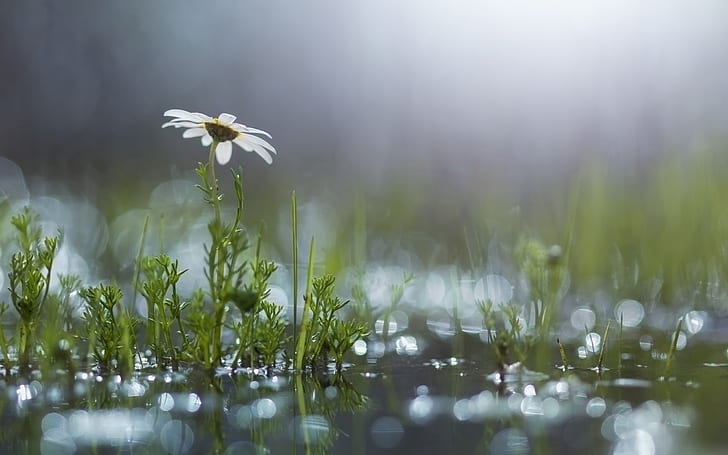 Grass, white flower, daisy, puddle, after the rain, HD wallpaper