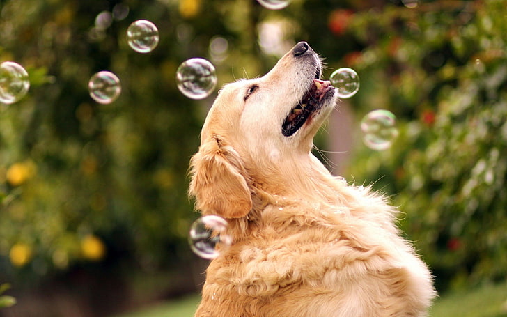 dog, bubbles, animal, animal themes, one animal, mammal, animal wildlife, HD wallpaper