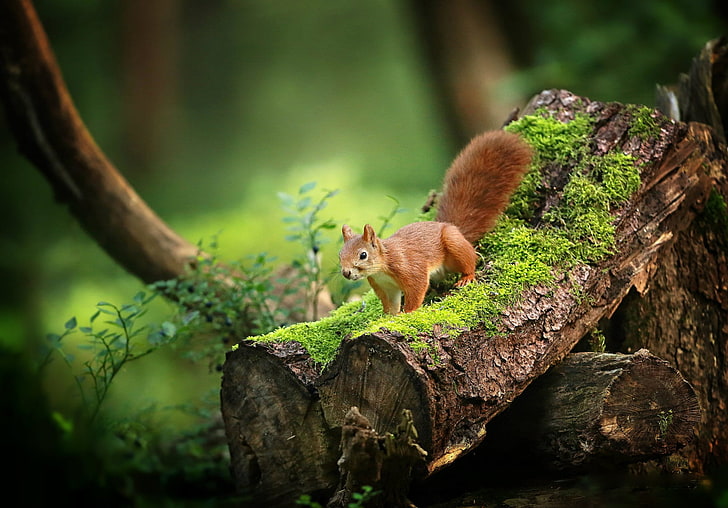 brown squirrel on brown tree branches, wood, moss, green, plants