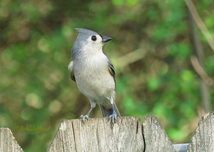 gray and white Nuthatch on the top of wooden fence, tufted titmouse, tufted titmouse