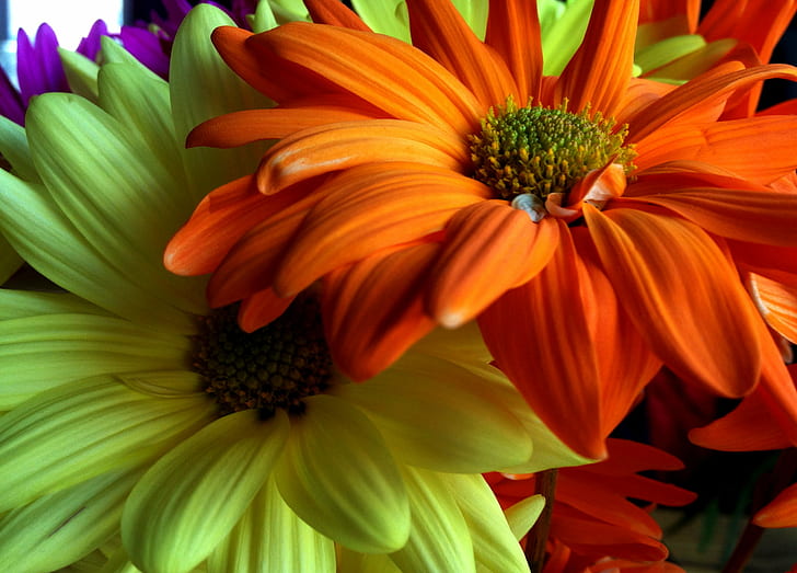 closeup photography of orange-and-yellow petaled flowers, nature, HD wallpaper