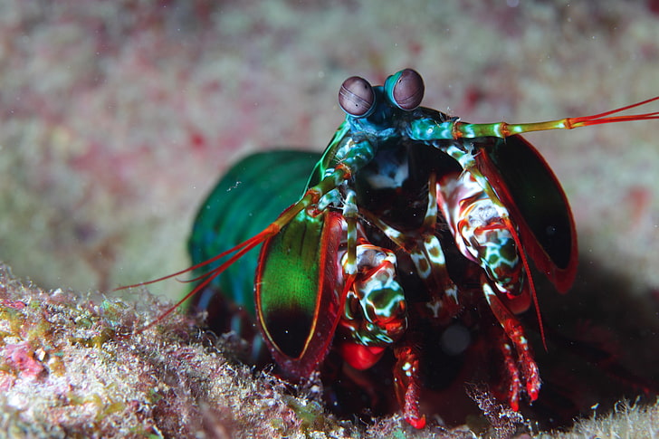 animals, mantis shrimp
