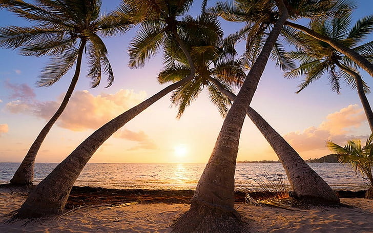 nature landscape beach sunrise palm trees sea sand tropical caribbean guadeloupe island summer vacations, HD wallpaper