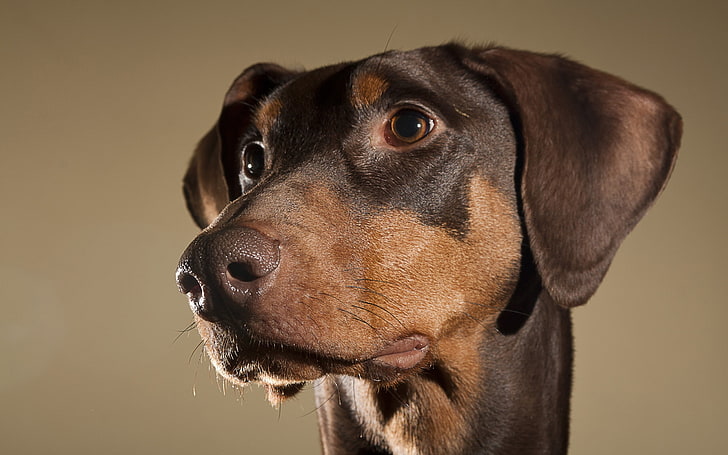adult black and tan Doberman pinscher, dogs, face, eyes, ears, HD wallpaper